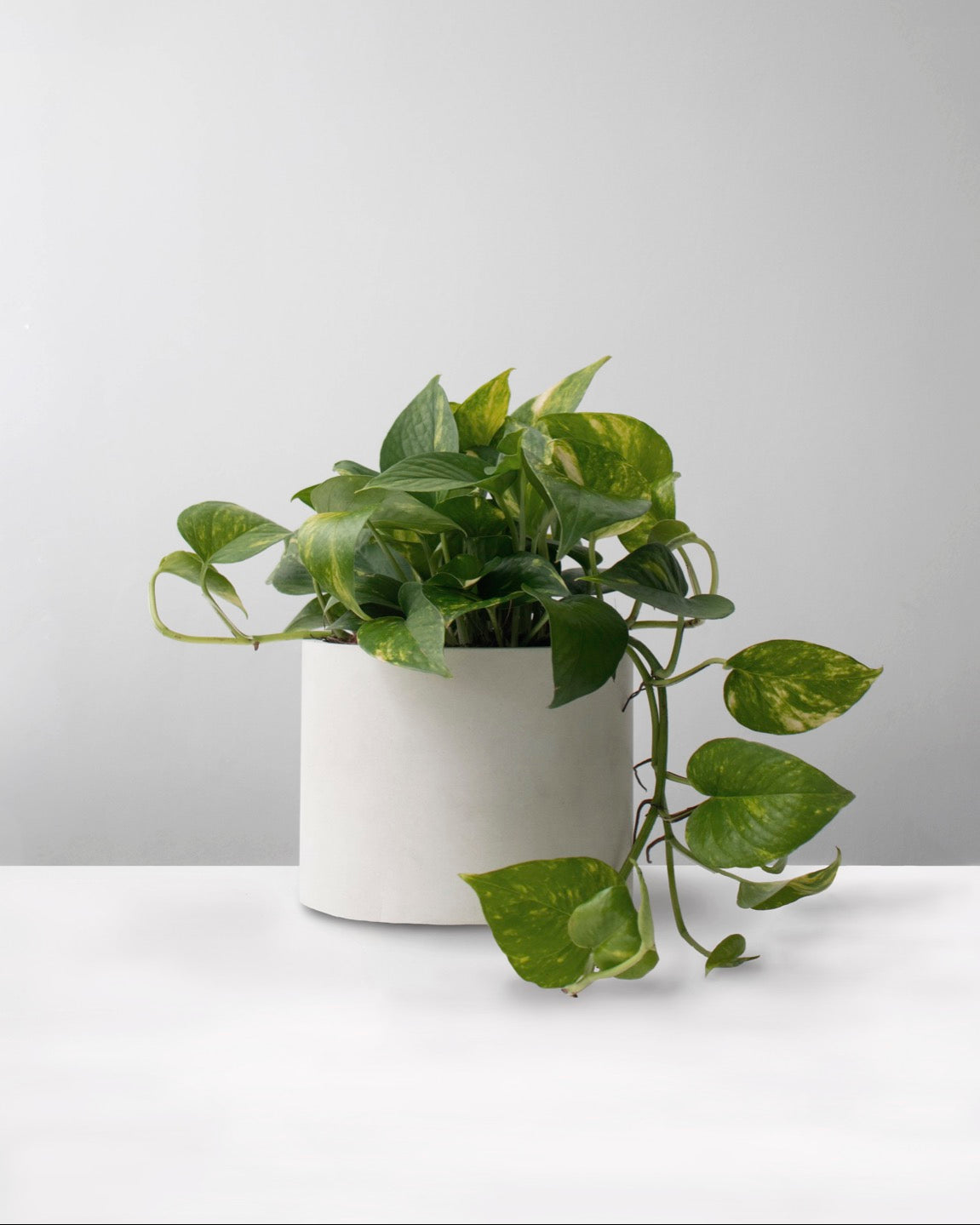 Miami variegado