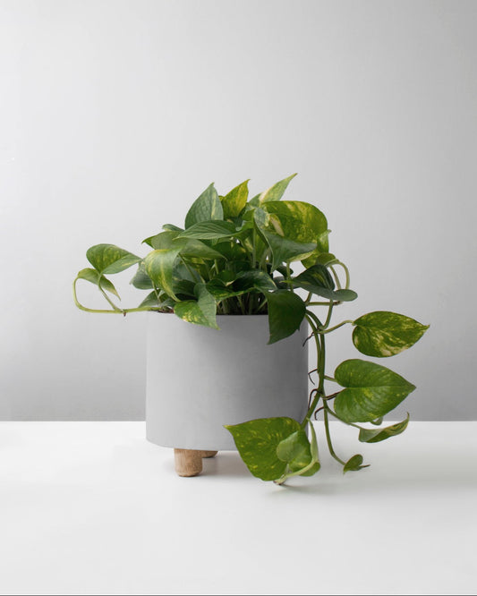 Miami variegado