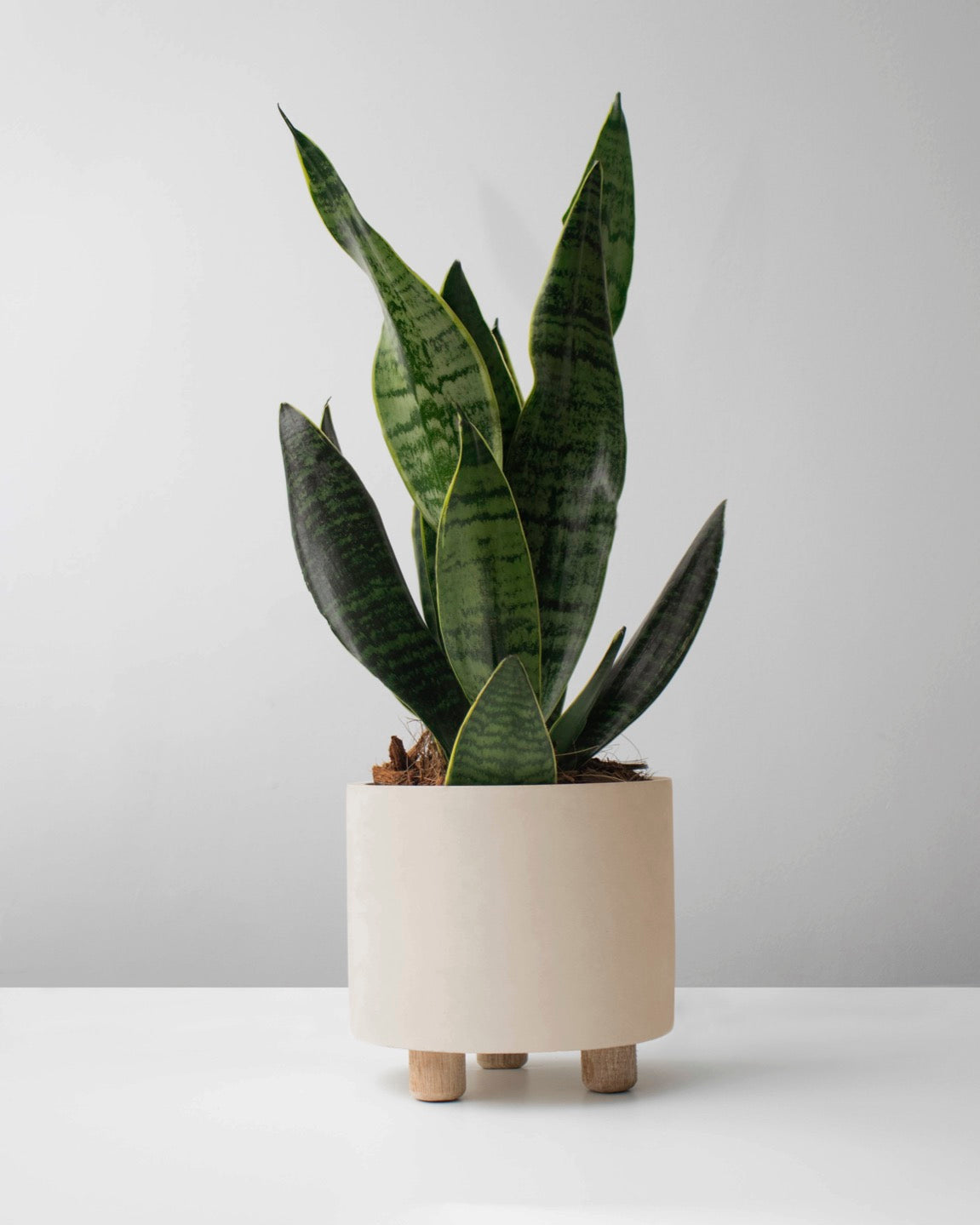 Sansevieria