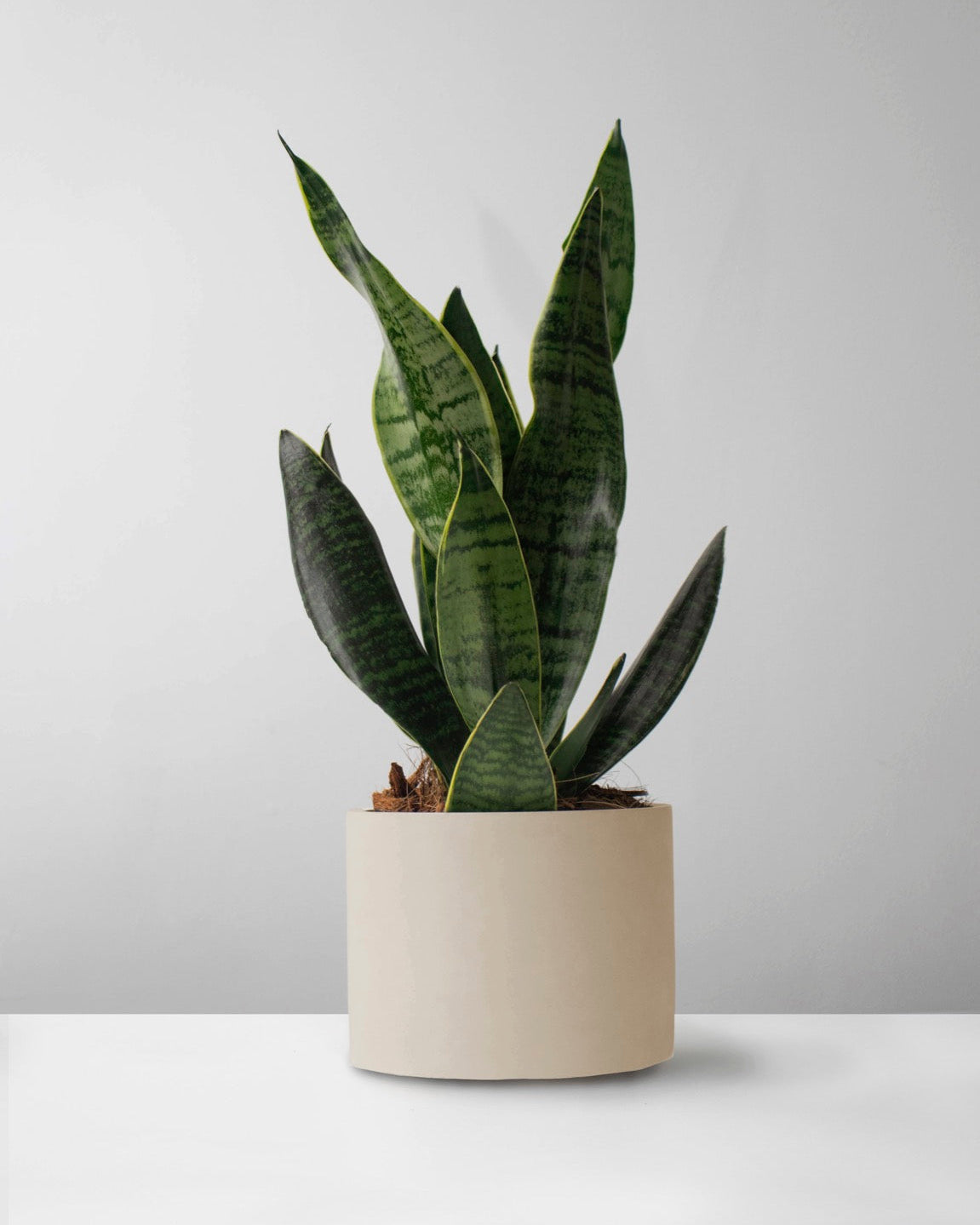 Sansevieria