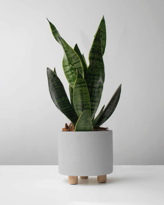 Sansevieria