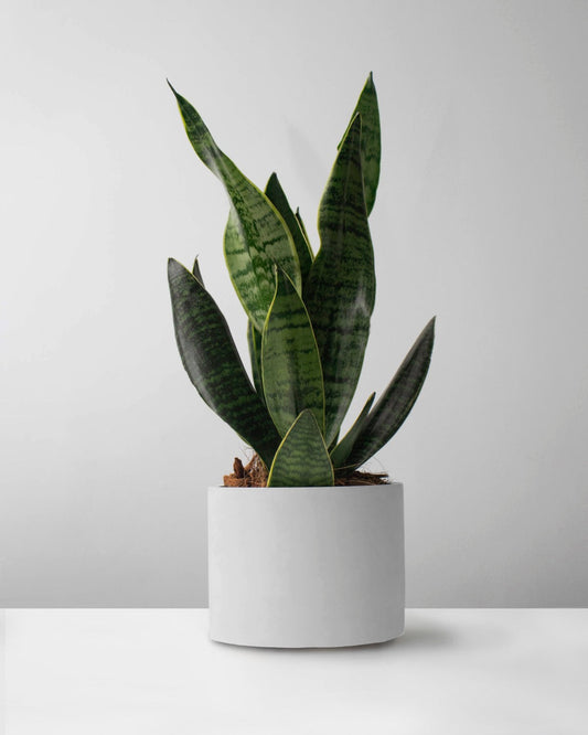Sansevieria en matera de concreto